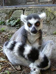 258px-lemur_kata.jpg